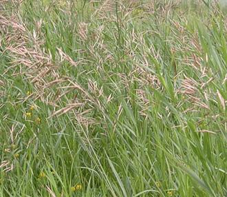 Small clusters can be pulled by hand Smooth brome Smooth Brome is a grass that can grow as tall as 1-3 feet The leaf blades are 1/4 to 1/2 inch in