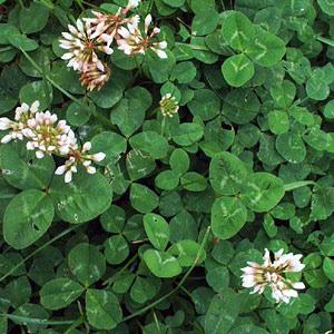clover Identifiable by trifoliate leaves (having 3 leaves or 3 leaflike parts) White flowers are also helpful in identification