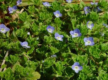 Persian speedwell is identifiable by small, light blue flowers The leaves are oppositely arranged, oval shaped with rounded teeth, and