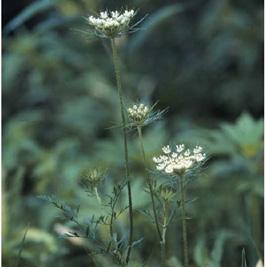 prolific seed production Small infestations can be controlled by removing all roots and underground stems Small segments of the stem can root and reestablish itself Queen Anne s lace A