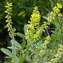 long-term commitment to manage Hand removal is possible Sweet clover Comes in two forms: yellow and white Biennial plant with alternate leaves on a short