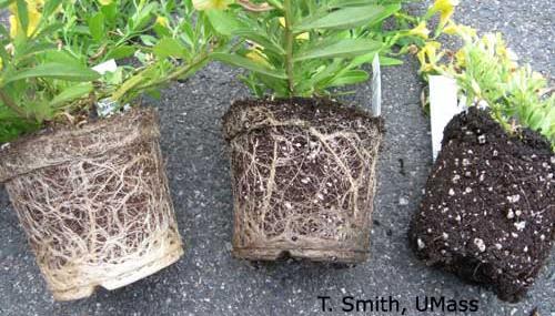 Healthy roots are usually white and fibrous with lots of