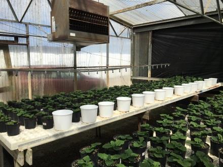 Test irrigation systems for uniformity in distributing water
