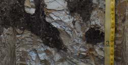 Organic matter feeds soil fauna (worms,