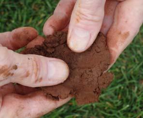 Knead soil to press out
