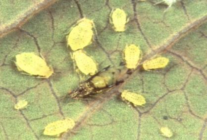 Crape myrtle aphid Recognition: Crape myrtle aphids are 1/8 inch long, pear-shaped, pale yellow and have two cornicles (or "tail-pipes").