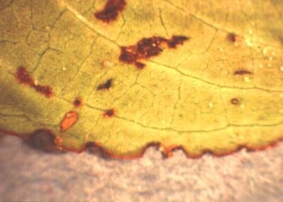 insects to the landscape. Insecticidal soaps, oils, or approved insecticides may be used to control aphid populations if necessary.