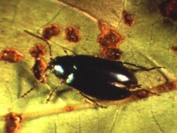 Contributing factors: none Metallic beetle damage Management recommendations: Damage is usually insignificant.