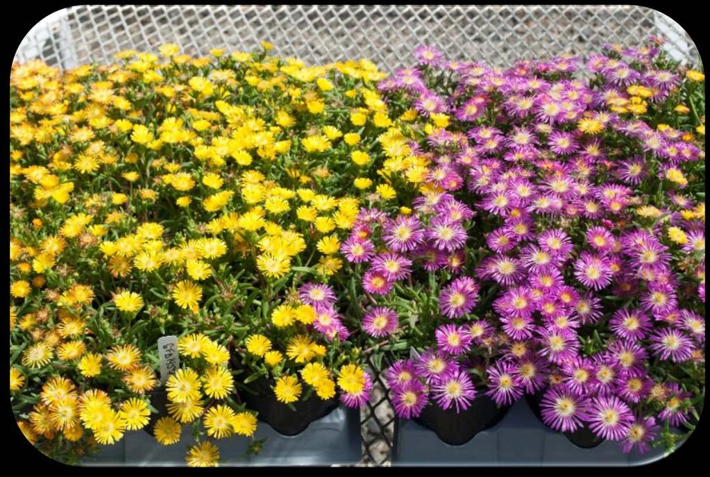 Delosperma Delmara Plant Story: Delmara have large flowers that cover