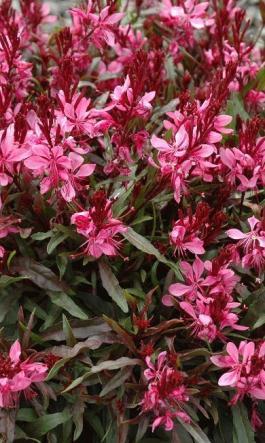 Drought tolerant, blooms consistently during the summer.