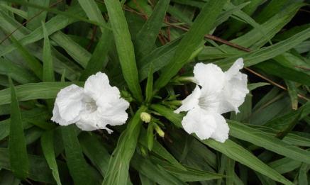 Ruellia Southern Star Southern Star