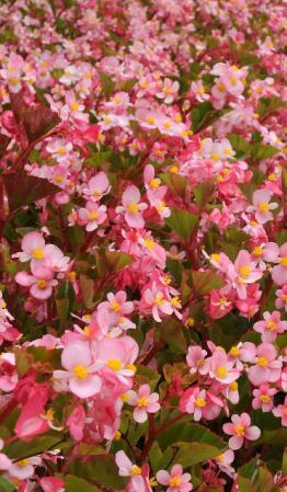 Begonia Prelude or Height: