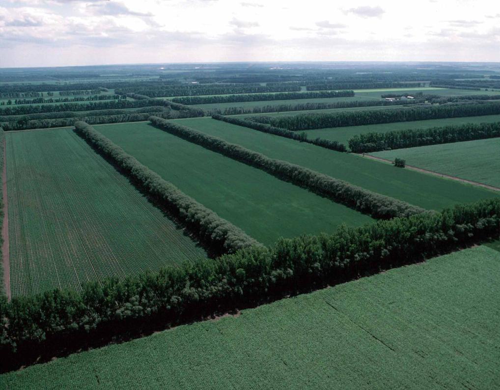 Shrubs, trees (Figure 17) or grass strips (Figure 18) should be planted at right angles to prevailing winds to