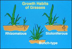 Grass grows by rhizome or stolon