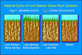 Grass only grows twice a year.