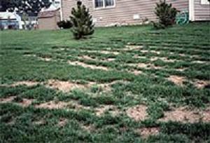This photograph shows the result of improper use of a drop spreader and uneven application of the