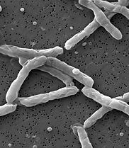 Over 1 ton of bacteria can live in a single acre of soil (A teaspoon of