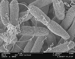 bacteria) There are 5 nonillion (5 X 10 to the 30 th power) known bacteria