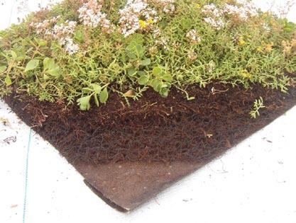 Sedum plants cannot survive in waterlogged conditions. Steer clear of slopes greater than 20 degrees they give rise to all sorts of challenges with irrigation and anchorage.