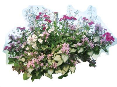 * 10 and 12 Hanging Baskets *