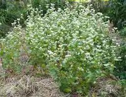 Best Cover Crops for