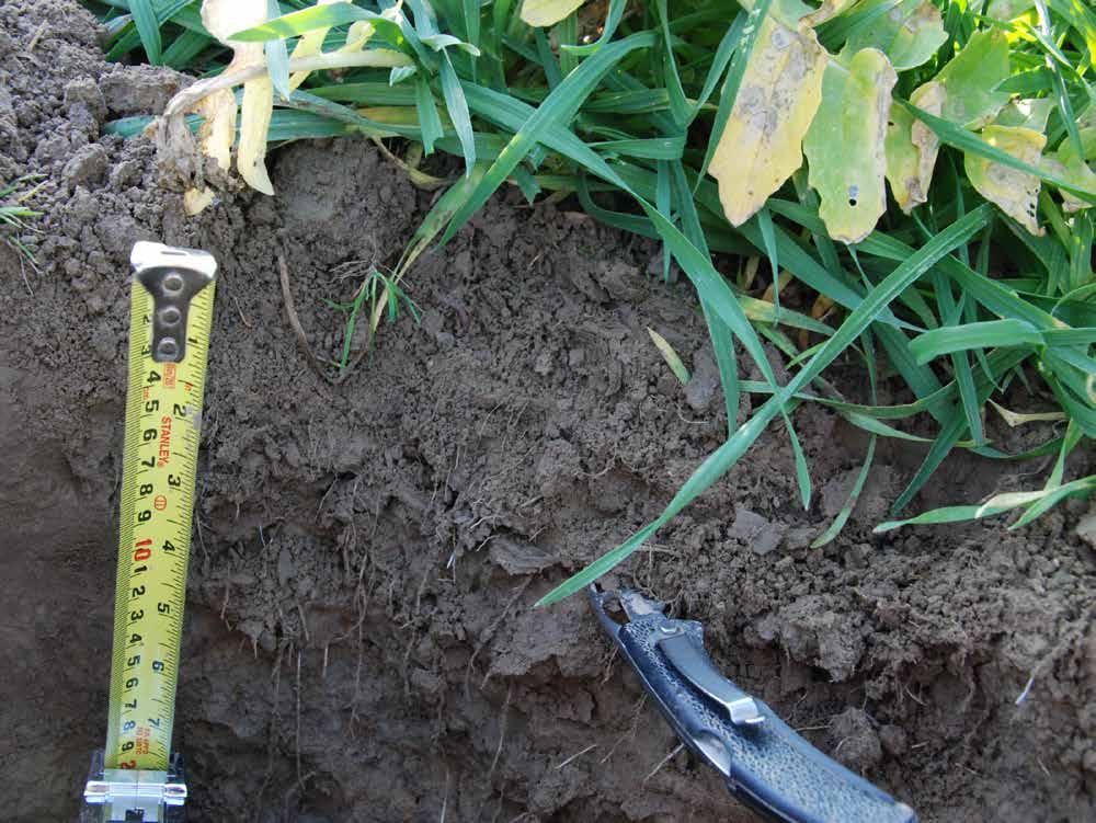 Fibrous grass (Triticale) roots penetrating compacted layer (plow pan)