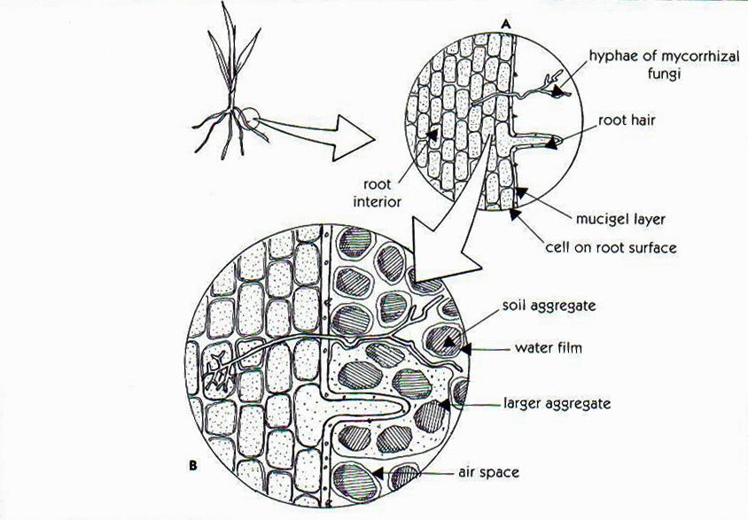 Mycorrhizal Fungus S Source: