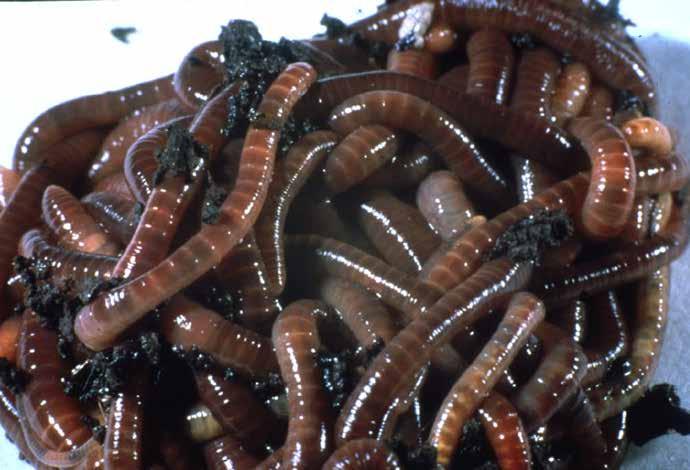EARTHWORMS Of all the members of the soil food web, earthworms need the