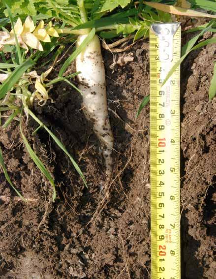 Cover Crops: Use Multiple Species for