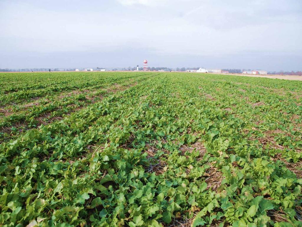 Cover Crops Can Help Maximize