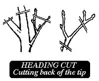 PRUNING GUIDE Hawaii DON'T: Ornamental trees should never, ever be topped. And shrubs should rarely be sheared (except real topiary and formal hedges).