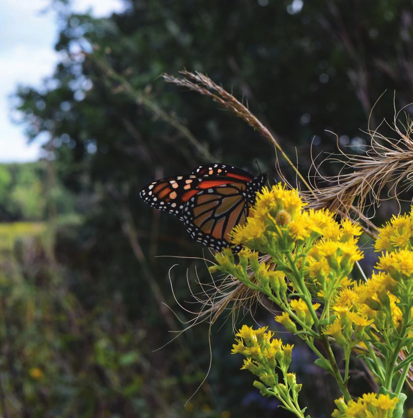 Guide for Landowners WHO SHOULD USE THIS GUIDE Landowners who want to facilitate monarch recovery on all or part of