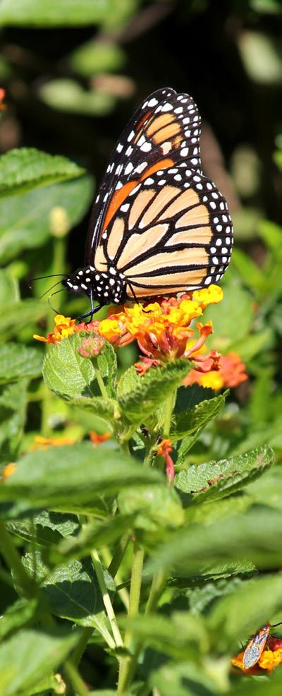 Thank you for your interest in the Monarch Wrangler program and welcome to the Texan by Nature family. Your land stewardship will make a positive impact on monarch habitat recovery in Texas.
