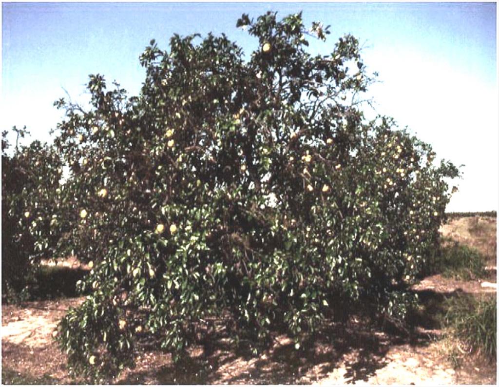 Root rot decline is difficult to diagnose in mature trees Reduced fruit size and/or