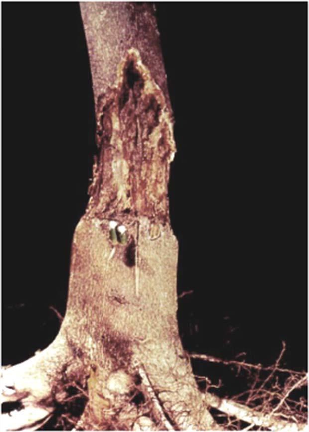 Infects bark of roots and trunk Foot rot Kills cambium layer Blocks carbohydrate