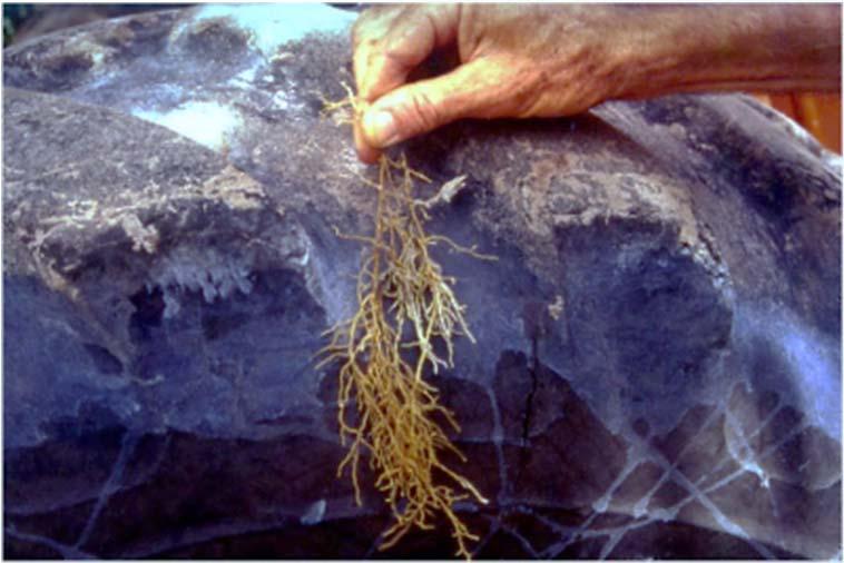 Root and bark age and activity: periods of susceptibility Young roots > old Root flushes more susceptible Foot rot risk higest in spring and fall