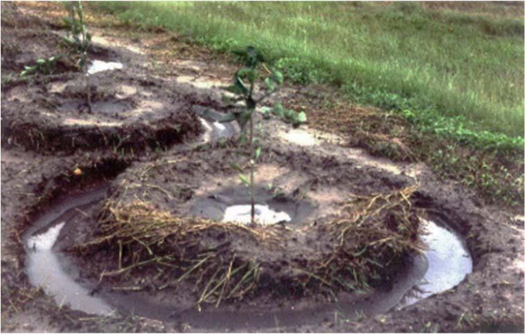 Avoid highly susceptible rootstocks Adequate drainage and proper