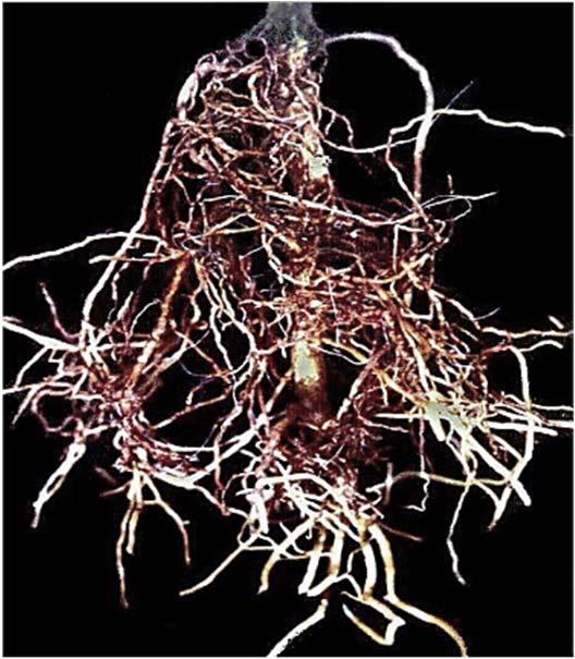 of the tree Root Rot