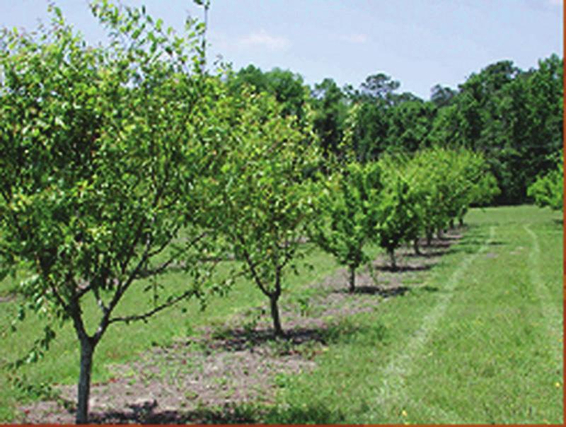 Pruning at Planting Figure 2. Plum trees trained to a modified central leader.
