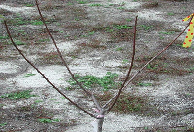 strategy. Florida plums can be grown with either an open center or with a modified central leader system. Select exterior branches that grow laterally and remove most interior branches.