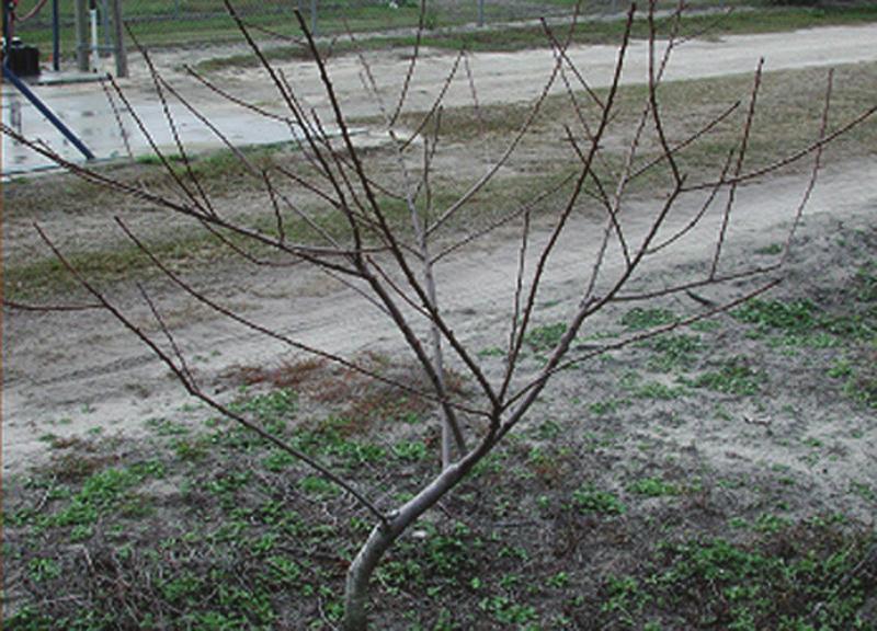 Another approach requires pruning all branches to about twelve inches from the trunk, with subsequent dense growth naturally forcing some exterior branches to grow laterally.