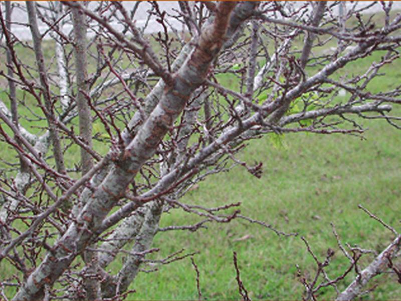 pruning practices. For example, peaches and nectarines should be dormant pruned to position new fruiting wood within the canopy and around the outer perimeter of the tree.