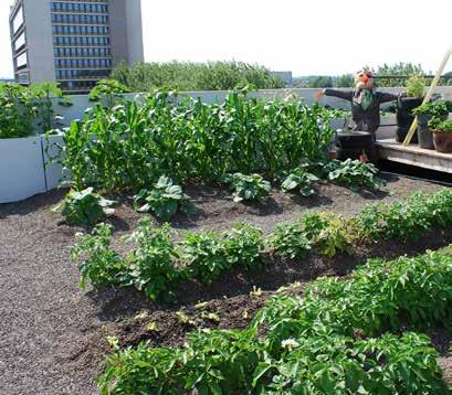 Urban Farming on the roof allows an additional use of land that has already been lost to development by offering the unique possibility of food production within the city.