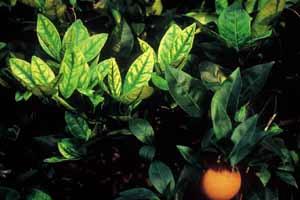 Zinc (Zn) deficiency The critical concentration of zinc in citrus leaves is 25 mg/kg. If there is less than this, symptoms of zinc deficiency may occur.