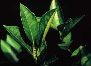 With severe zinc deficiency, young leaves become small and narrow, with shortened internodes (Fig. 6-14 and Fig. 6-15). Yields are low. There are several possible reasons for zinc deficiency.