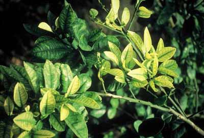 Some young leaves are yellowish white in color, showing only iron deficiency, while others show typical symptoms of zinc and manganese deficiency. Another example is shown in Fig.