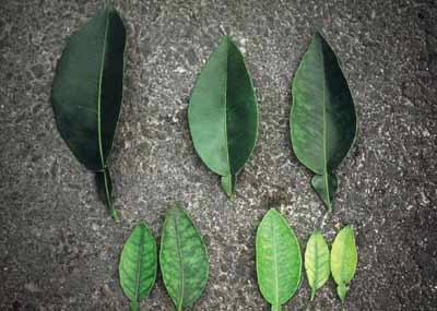 Leaf analysis is especially valuable in such cases, to indicate what fertilizers are needed to solve Fig. 6-19. Typical symptoms of manganese deficiency in a twig from a grapefruit tree. the problem.
