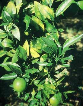 Calcium (Ca) deficiency The symptoms of calcium deficiency of citrus may be seen when the concentration of calcium in the leaves is lower than the critical value of 2.5%.