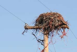 PROTECTING THE POWER AND THE WILDLIFE Birds, animals, overgrown tree limbs and harsh weather often enter substations and interfere with overhead lines, causing faults by bridging air