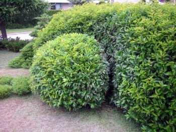 Guide to Proper Pruning By Tyler Meahl Pruning to shape: In shaping, your artistic side plays a role in determining what form a particular plant should take.